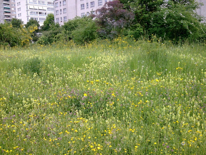 Artenreiche Blumenwiese - Sternenfeldbiotop (© NVVB)