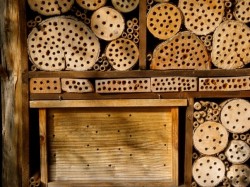 Hotel für Wildbienen im Birsfelder Biotop