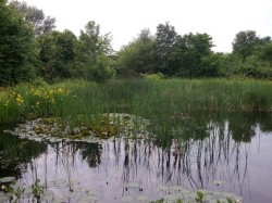 Biodiversität Sternenfeldbiotop - Weiher (© NVVB)