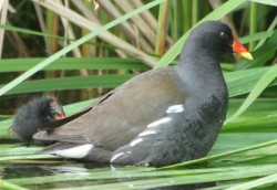 Teichhuhn mit einem Küken (© Fritz Liechti)