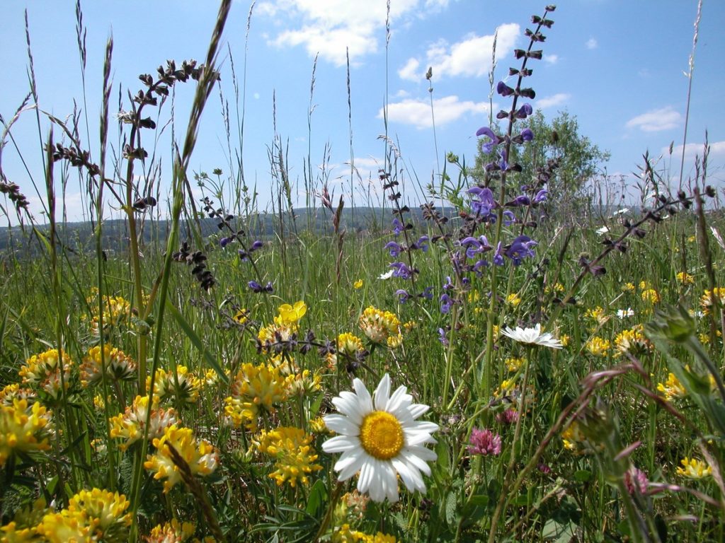 Blumenwiese (© naturnetz.ch)