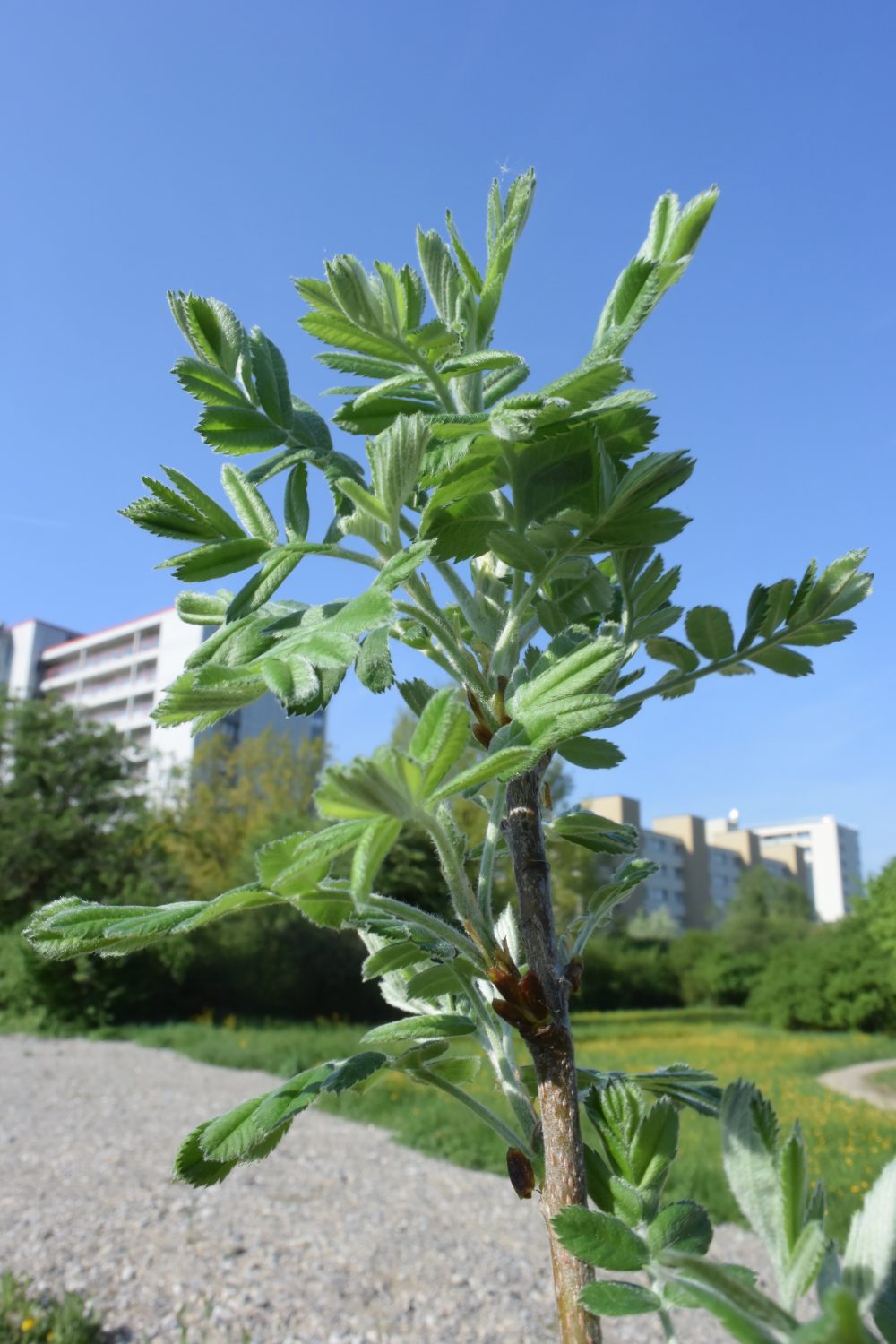 Neu gepflanzter Speierlingbaum - Biotop Am Stausee, 21. April 2018 (© NVVB)