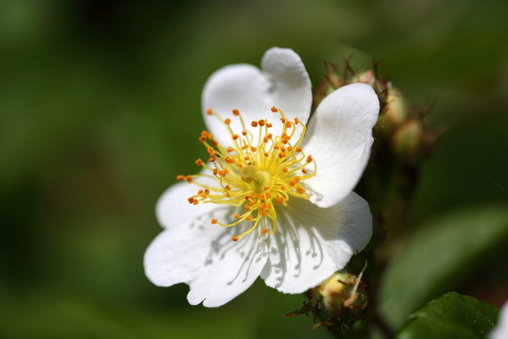 Rosenblüte - Biotop Am Stausee, Mai 2018 (© Deep Nature)