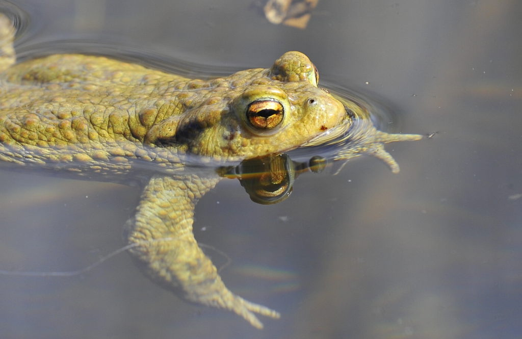 Erdkröte - Biotop Am Stausee, 17.März 2019 (© Ricardo Oliveira)