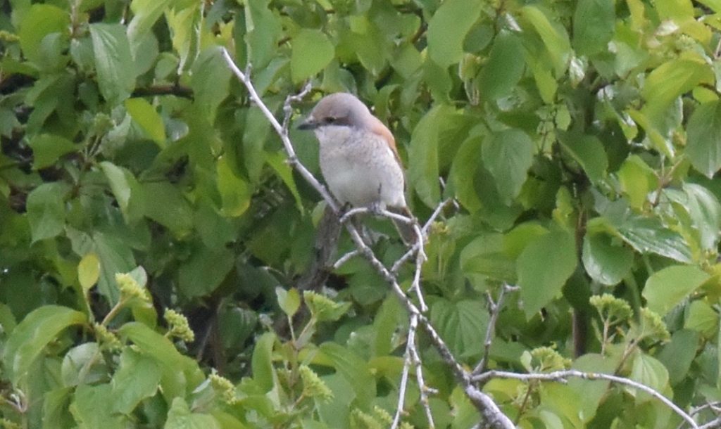 Neuntöter Weibchen - Biotop Am Stausee, 14. Mai 2019 (© NVVB)