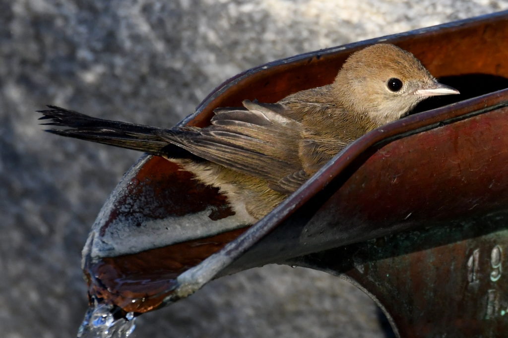 Badende Mönchsgrasmücke - Biotop Am Stausee, 19. Juni 2019 (© Georges Preiswerk)