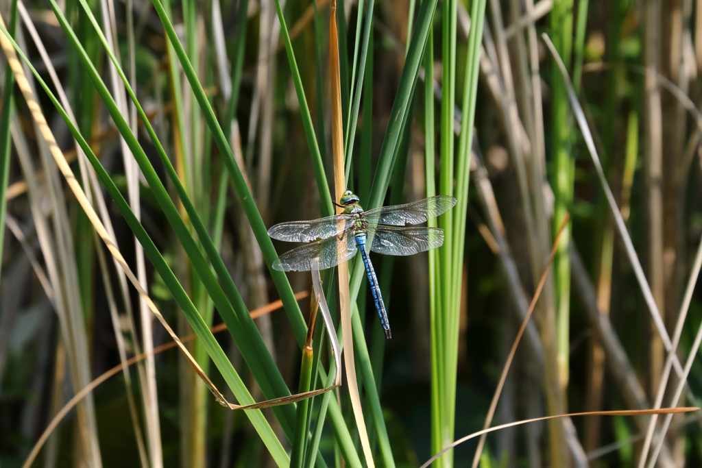 Grosse Königslibelle - Biotop Am Stausee, 04. Juni 2019 (© Deep Nature)