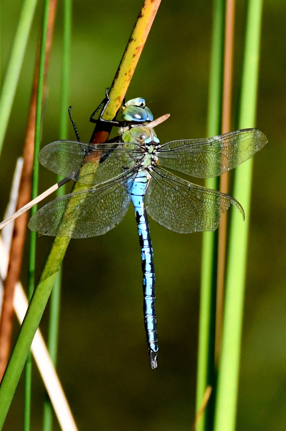 Grosse Königslibelle - Biotop Am Stausee, 23. Juli 2019 (© Georges Preiswerk)