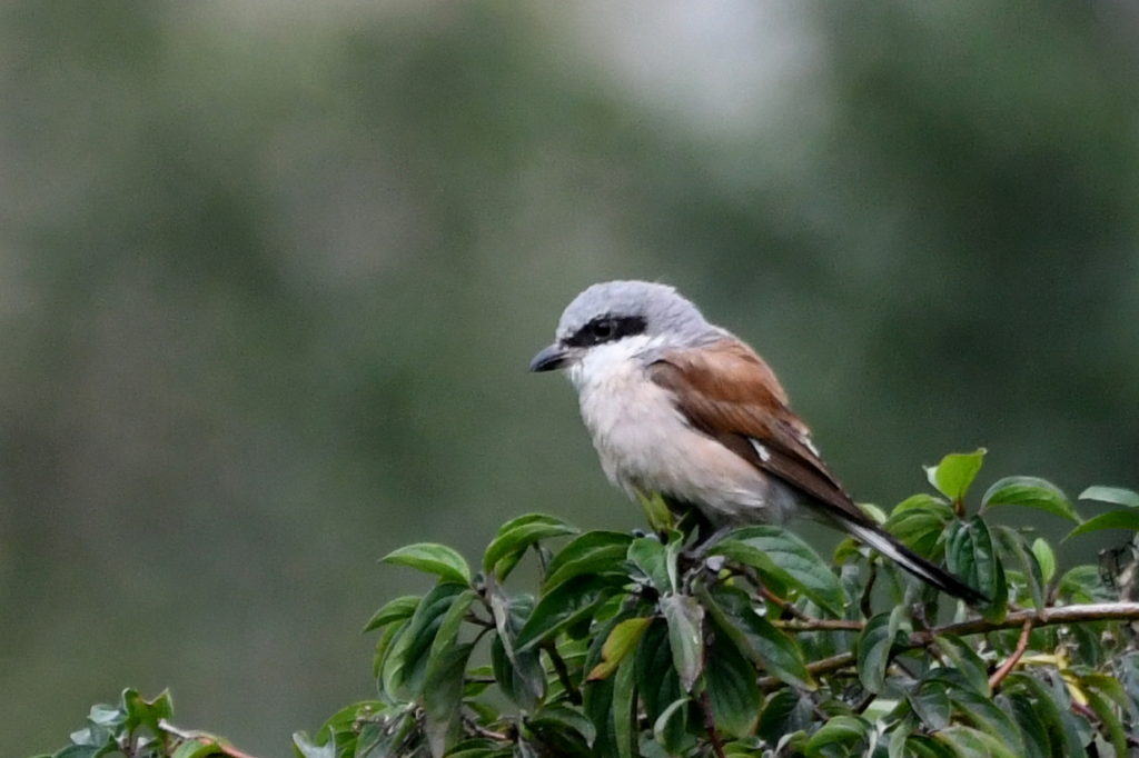 Neuntöter Männchen - Biotop Am Stausee, 23. Aug. 2019 (© Georges Preiswerk)