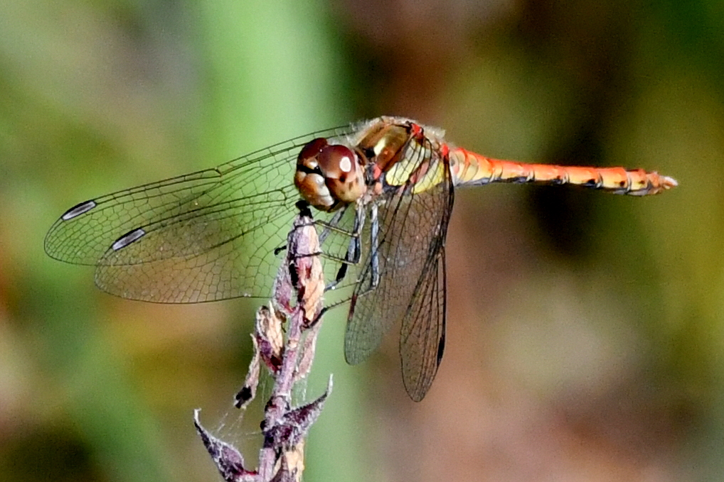 Grosse Heidelibelle - Biotop Am Stausee, 24. Aug. 2019 (© Georges Preiswerk)