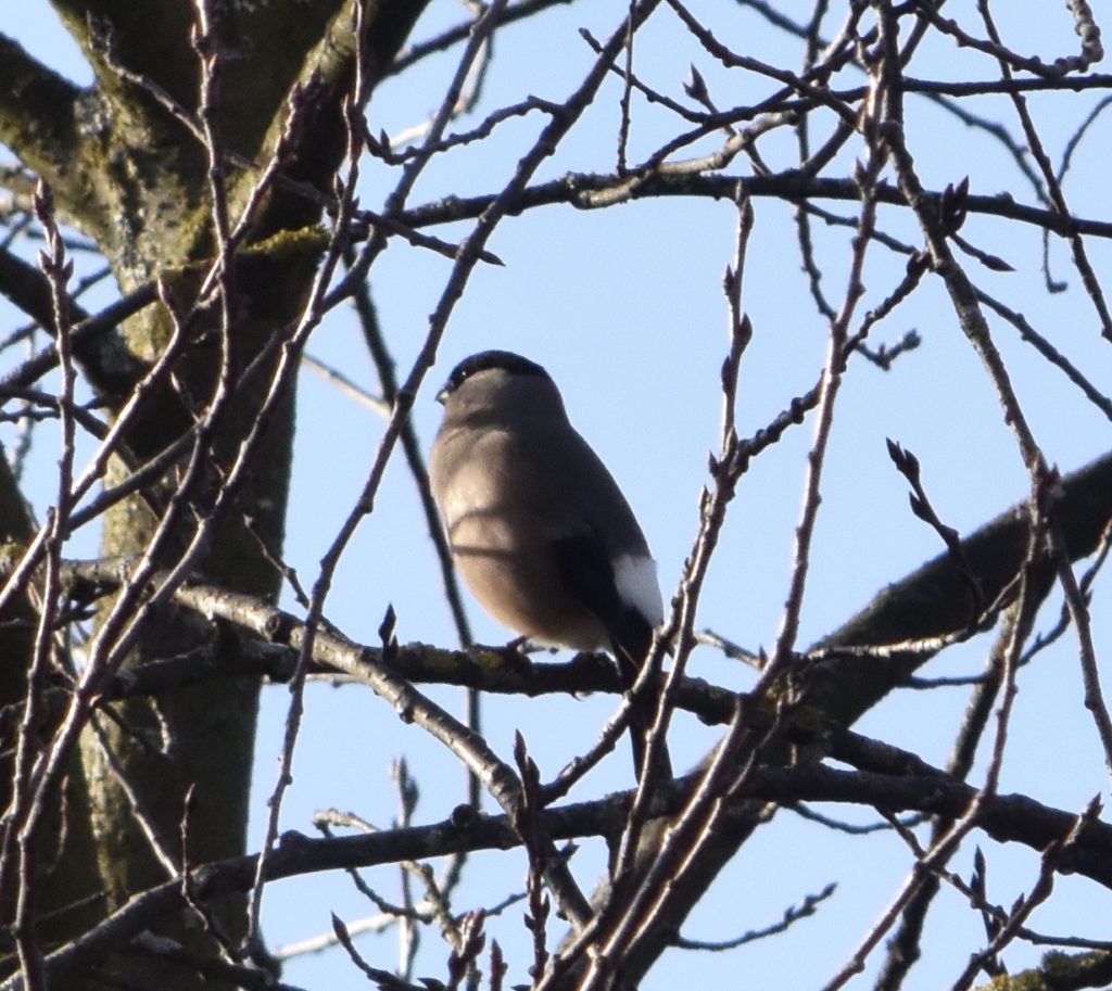 Gimpel Weibchen - Biotop Am Stausee, 18. Jan. 2020 (© NVVB)