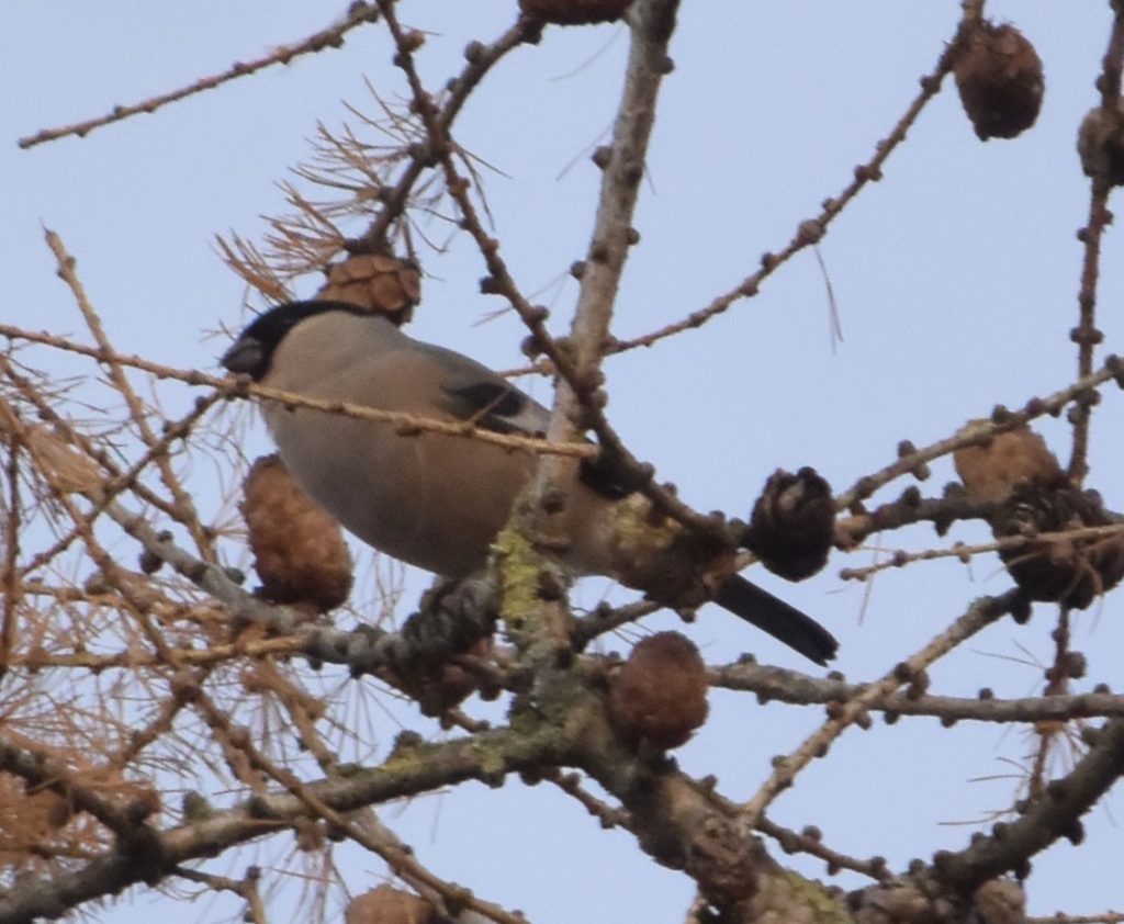 Gimpel Weibchen - Biotop Am Stausee, 18. Jan. 2020 (© NVVB)