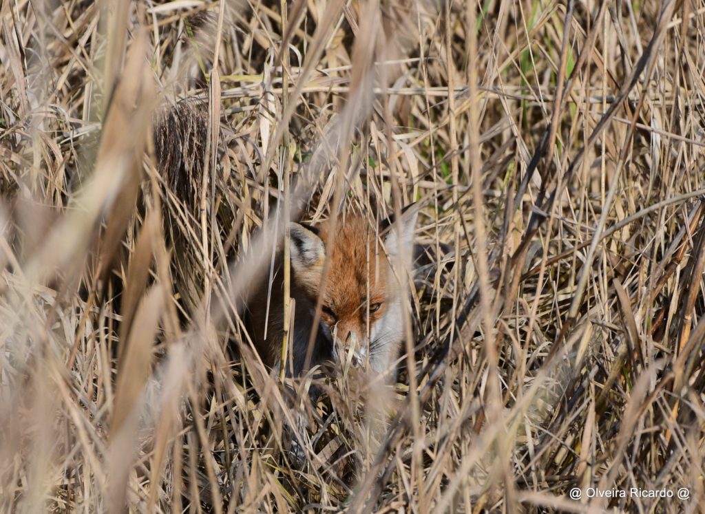 Rotfuchs - Biotop Am Stausee, Oktober 2019(© Ricardo Olveira)