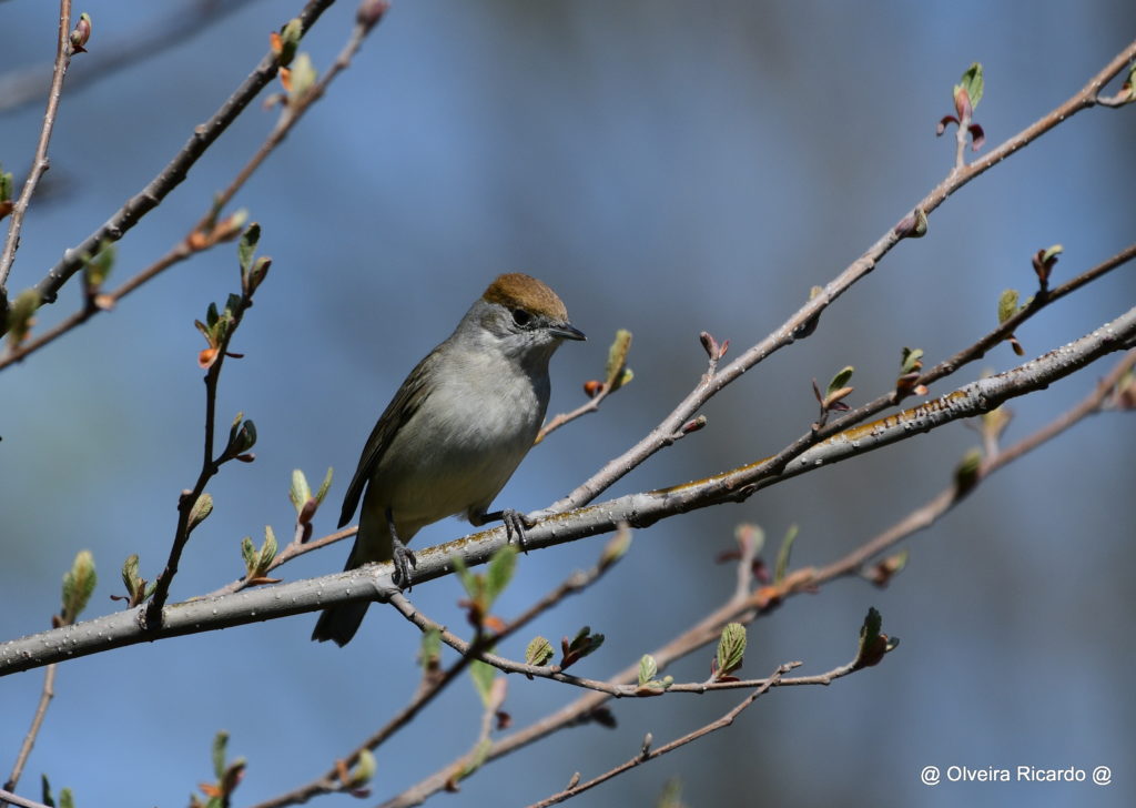 Mönchsgrasmücken Weibchen - Biotop Am Stausee, 4. April 2020 (© Ricardo Olveira)