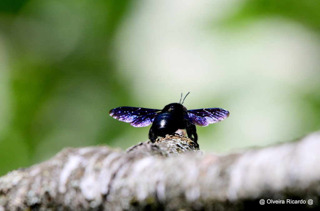 Blaue Holzbiene - Biotop Am Stausee, 18. April 2020 (© Ricardo Olveira)