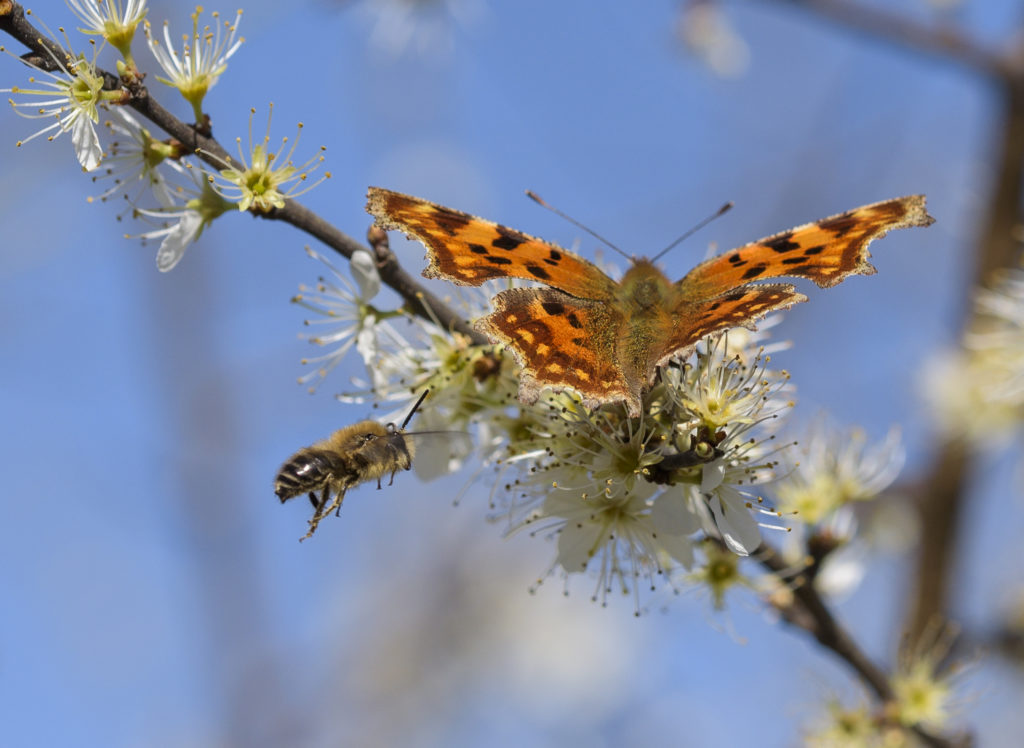 C-Falter mit Wildbiene - Biotop Am Stausee, 12. April 2020 (© Thomas Blum)