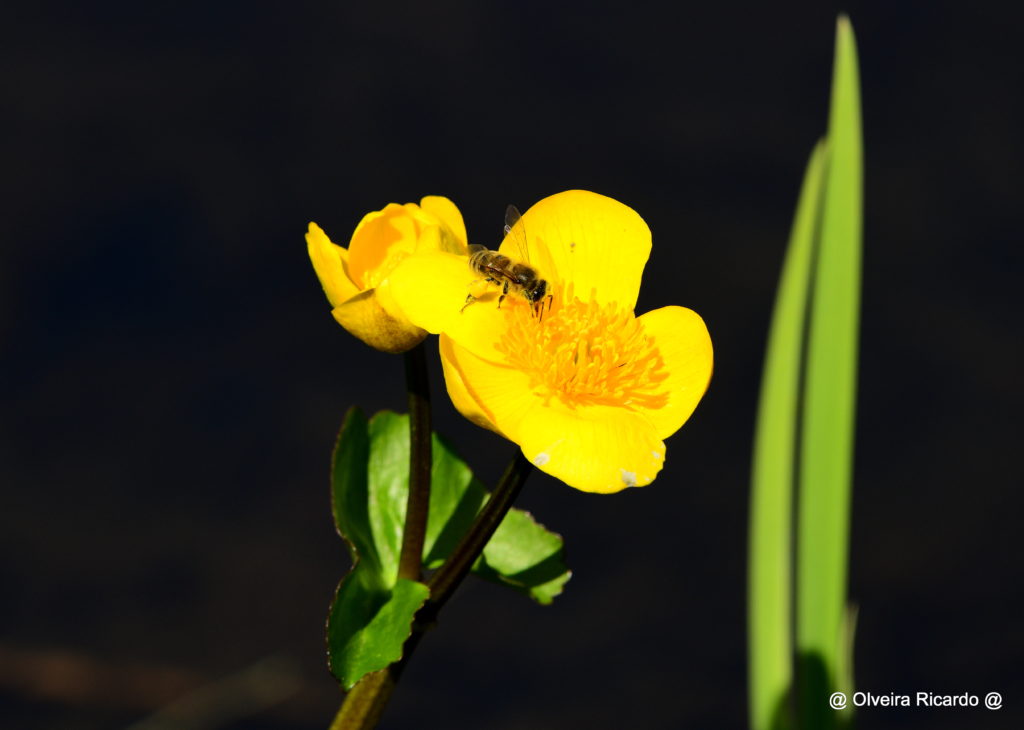 Honigbiene auf Sumpfdotterblume - Biotop Am Stausee, 4. April 2020 (© Ricardo Olveira)