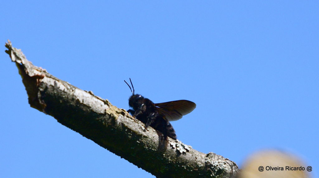 Blaue Holzbiene - Biotop Am Stausee, 18. April 2020 (© Ricardo Olveira)