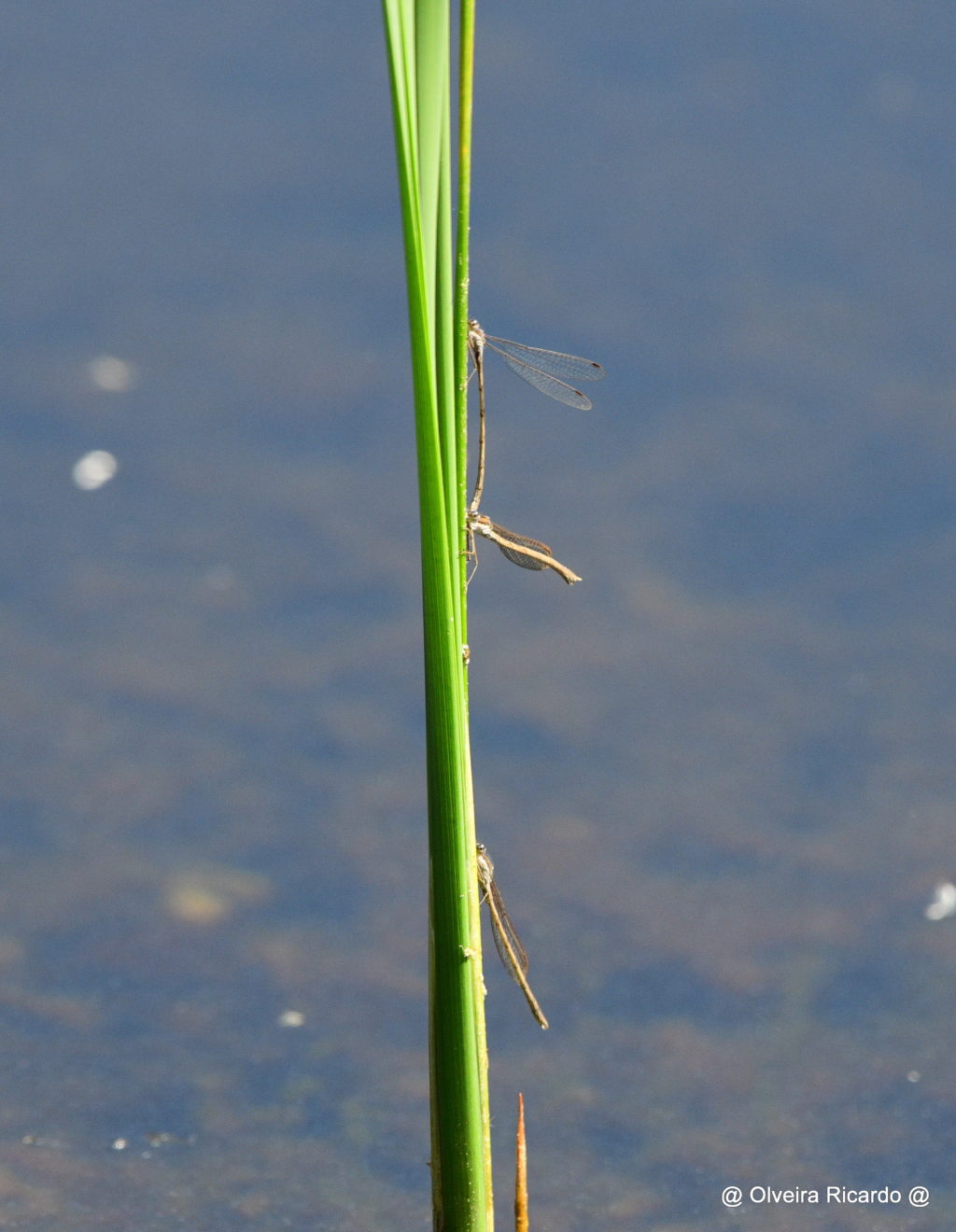 Winterlibellen Paarung - Biotop Am Stausee, 18. April 2020 (© Ricardo Olveira)