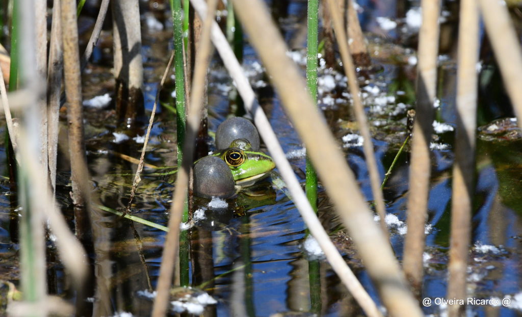 Wasserfrosch - Biotop Am Stausee, 18. April 2020 (© Ricardo Olveira)