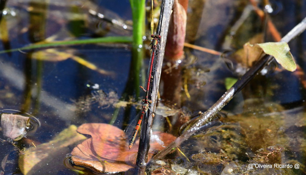 Frühe Adonislibellen Paarung - Biotop Am Stausee, 18. April 2020 (© Ricardo Olveira)