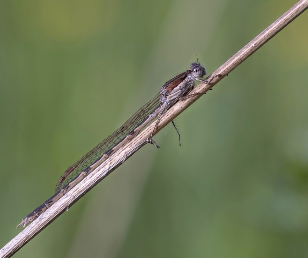 Winterlibelle - Biotop Am Stausee, 12. April 2020 (© Thomas Blum)