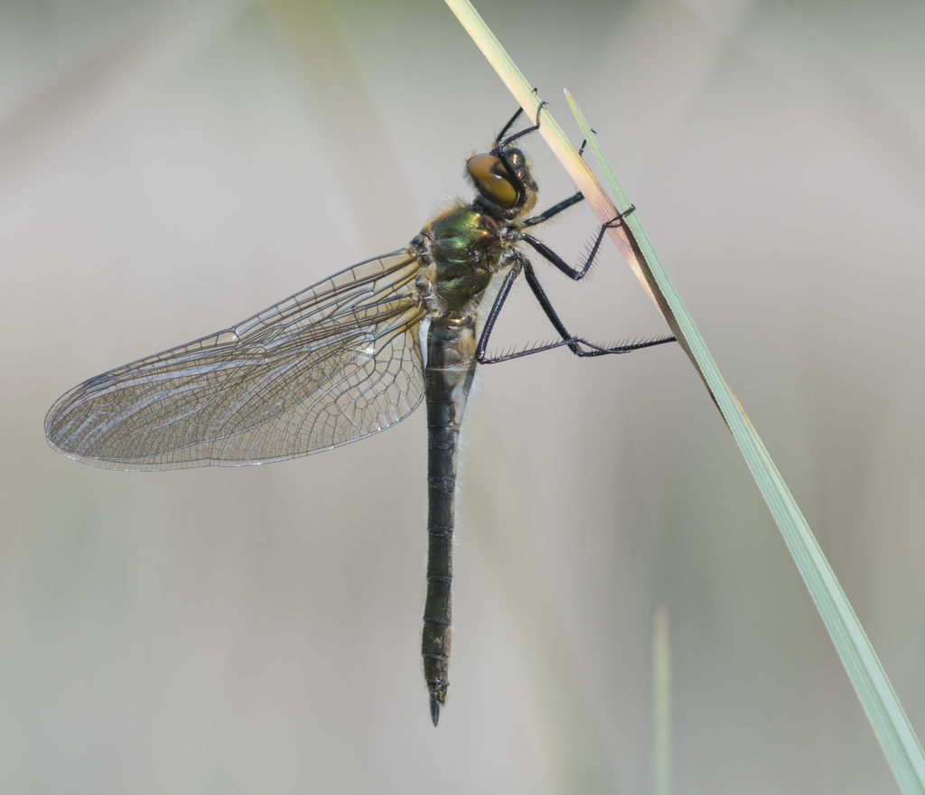 Falkenlibelle - Biotop Am Stausee, 12. April 2020 (© Thomas Blum)