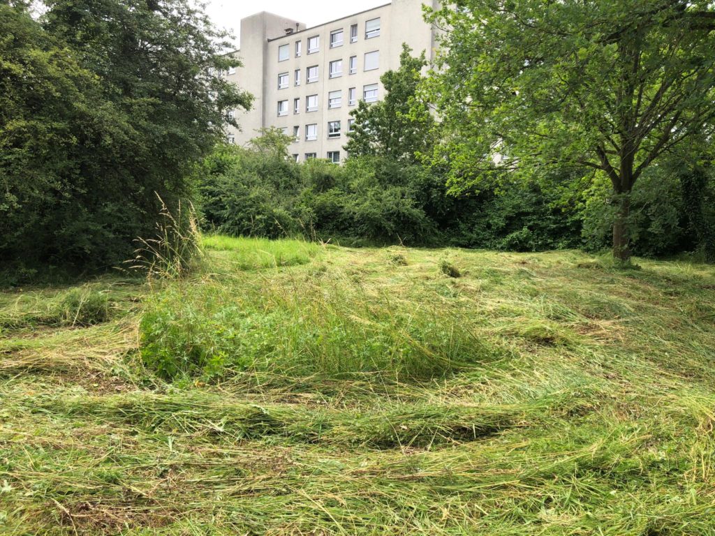 Gemähte Wildblumenwiese - Biotop Am Stausee, 15. Juni 2020 (© Beat Flubacher)