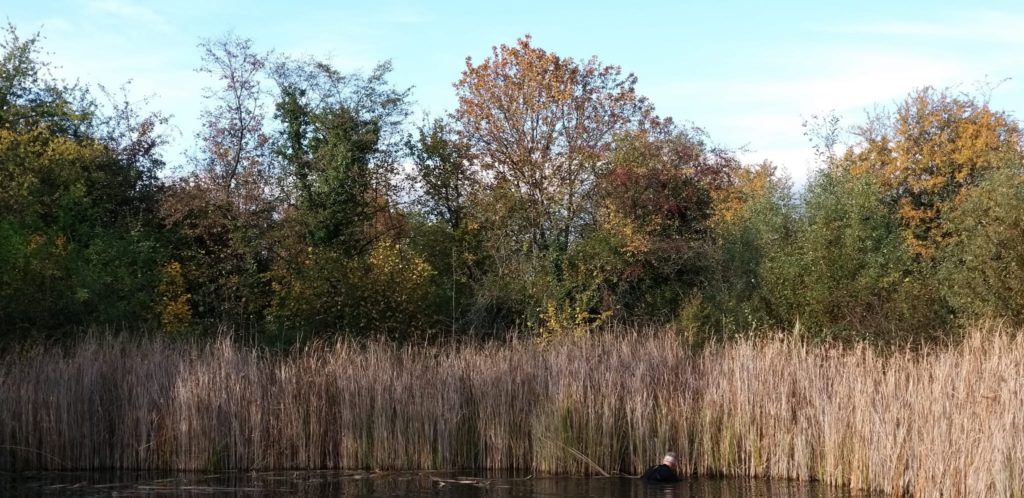 Vorarbeiten für den Naturschutztag - Biotop Am Stausee, 24.u.30.Okt.2020 (© NVVB)