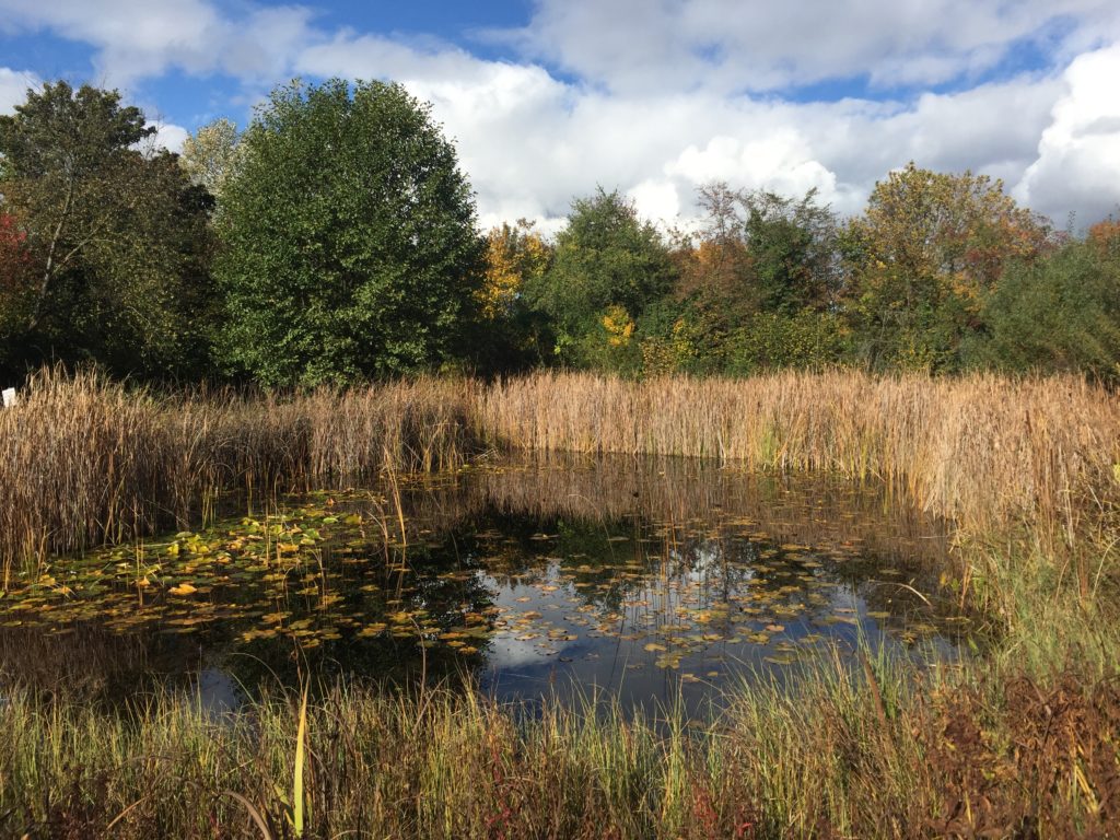 Vorarbeiten für den Naturschutztag - Biotop Am Stausee, 24.u.30.Okt.2020 (© NVVB)