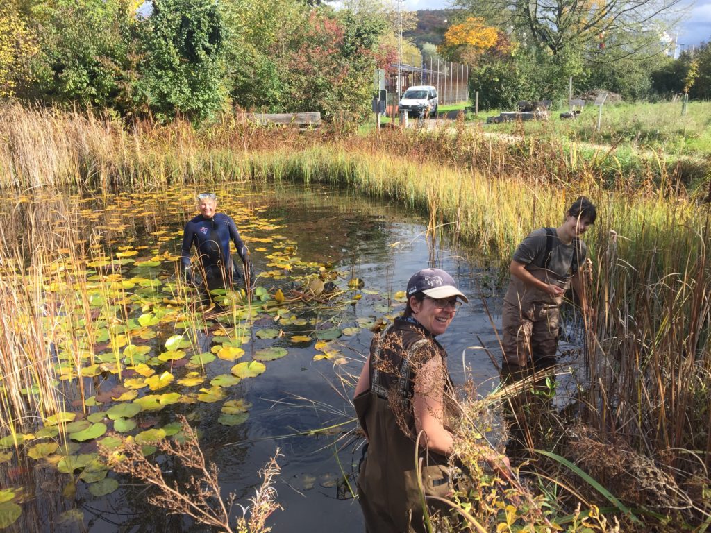 Vorarbeiten für den Naturschutztag - Biotop Am Stausee, 24.u.30.Okt.2020 (© NVVB)