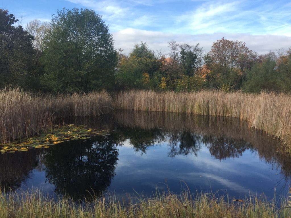 Vorarbeiten für den Naturschutztag - Biotop Am Stausee, 24.u.30.Okt.2020 (© NVVB)