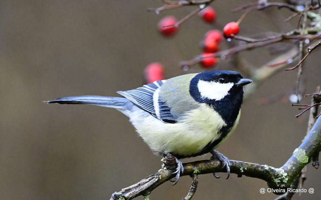 Kohlmeisen Männchen - Biotop Am Stausee, 30. Dezember 2020 (© Ricardo Olveira)