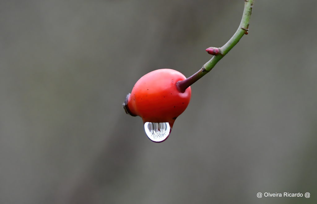 Hagebutte - Biotop Am Stausee, 30. Dezember 2020 (© Ricardo Olveira)