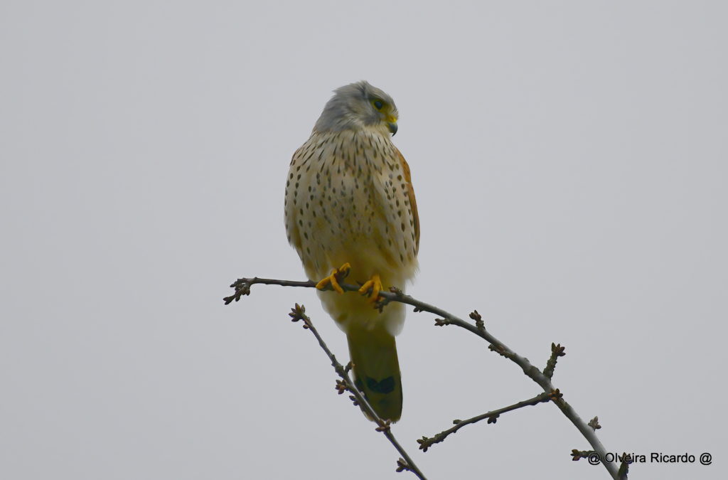 Turmfalke Männchen - Biotop Am Stausee, 30. Dezember 2020 (© Ricardo Olveira)