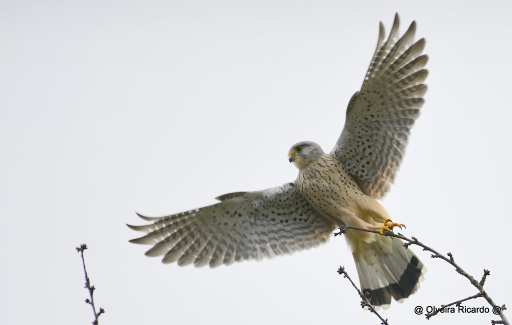 Turmfalke Männchen - Biotop Am Stausee, 30. Dezember 2020 (© Ricardo Olveira)