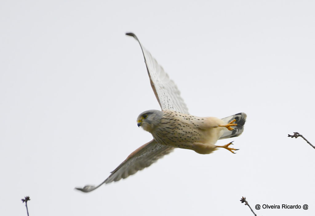 Turmfalke Männchen - Biotop Am Stausee, 30. Dezember 2020 (© Ricardo Olveira)