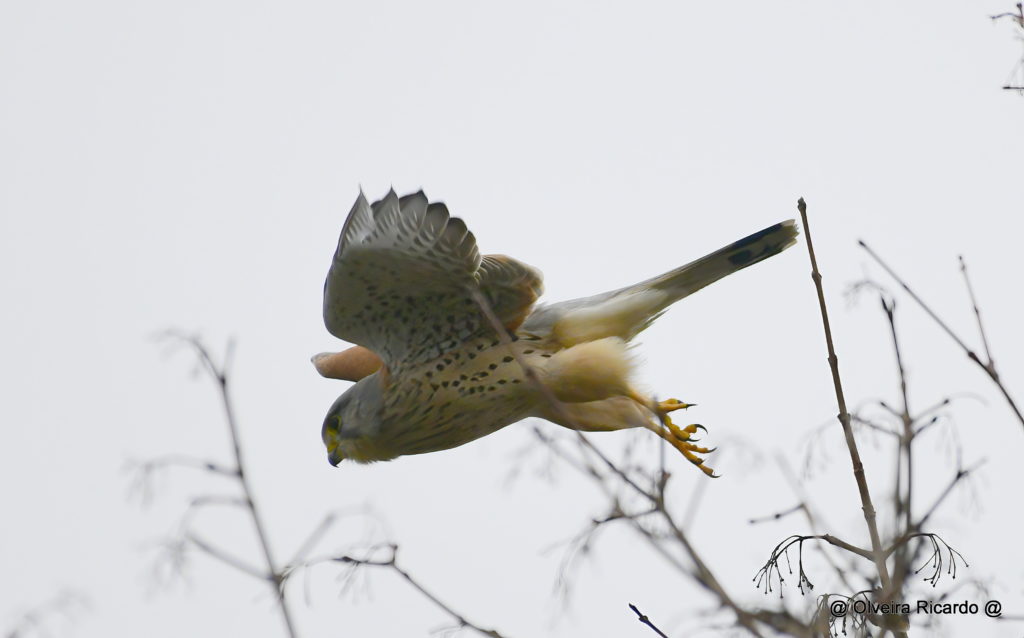 Turmfalke Männchen - Biotop Am Stausee, 30. Dezember 2020 (© Ricardo Olveira)