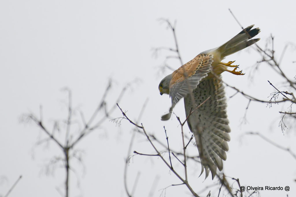 Turmfalke Männchen - Biotop Am Stausee, 30. Dezember 2020 (© Ricardo Olveira)