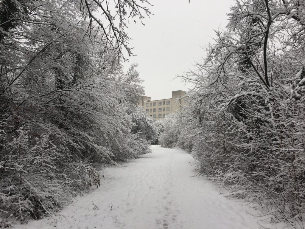 Winterimpressionen - Biotop Am Stausee, 15. Januar 2021 (© NVVB)