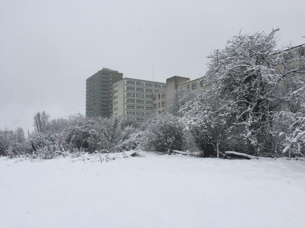 Winterimpressionen - Biotop Am Stausee, 15. Januar 2021 (© NVVB)