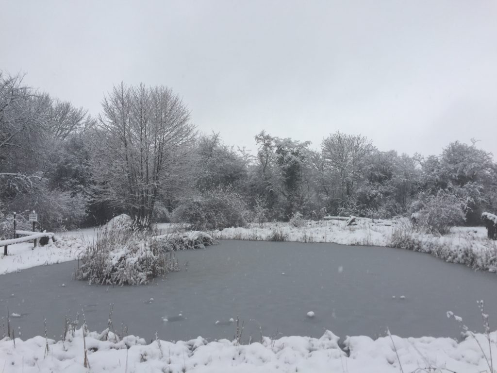 Winterimpressionen - Biotop Am Stausee, 15. Januar 2021 (© NVVB)