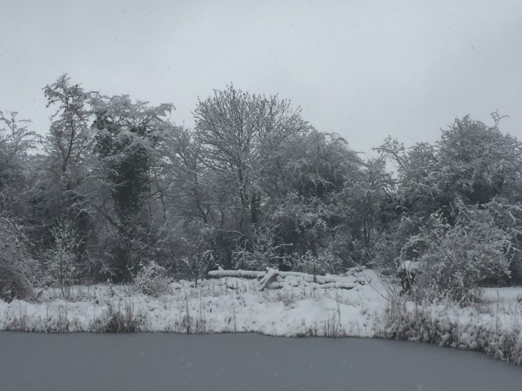 Winterimpressionen - Biotop Am Stausee, 15. Januar 2021 (© NVVB)