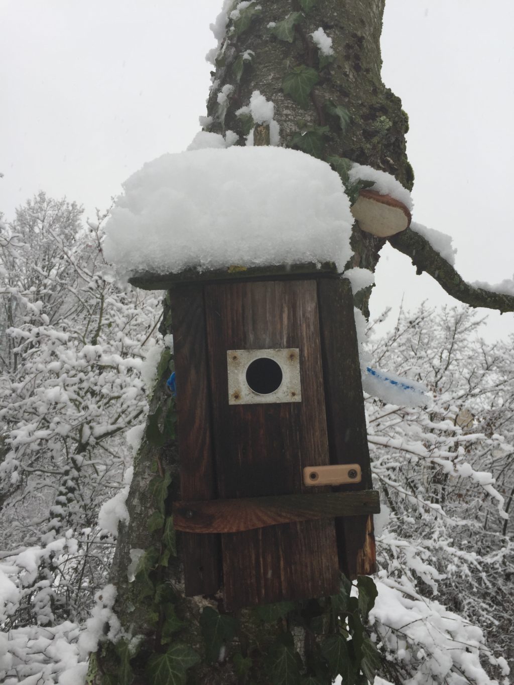 Winterimpressionen - Biotop Am Stausee, 15. Januar 2021 (© NVVB)