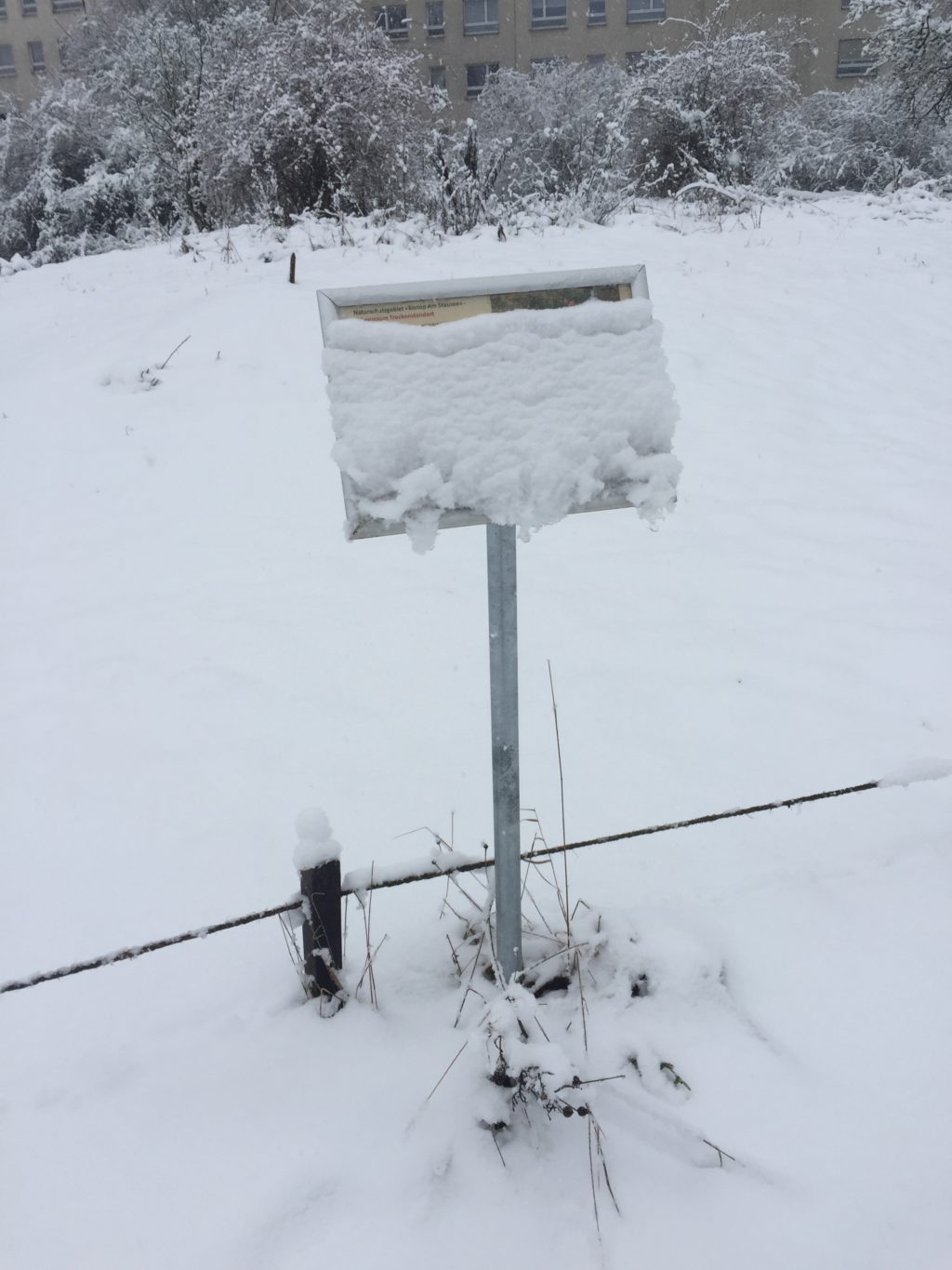 Winterimpressionen - Biotop Am Stausee, 15. Januar 2021 (© NVVB)