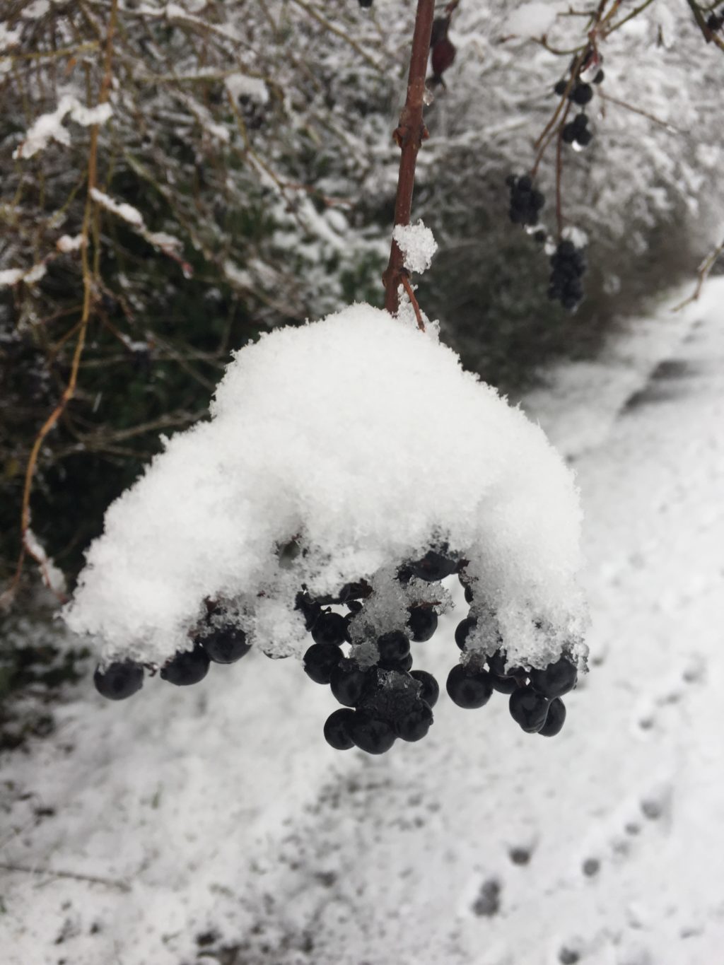 Winterimpressionen - Biotop Am Stausee, 15. Januar 2021 (© NVVB)