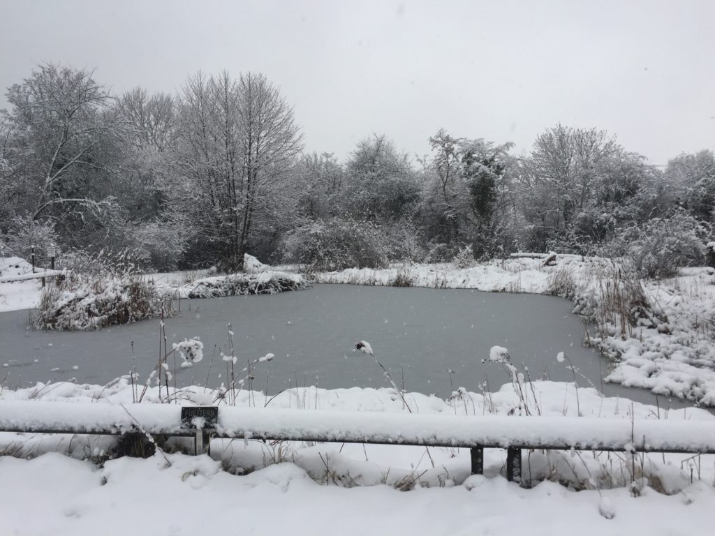 Winterimpressionen - Biotop Am Stausee, 15. Januar 2021 (© NVVB)