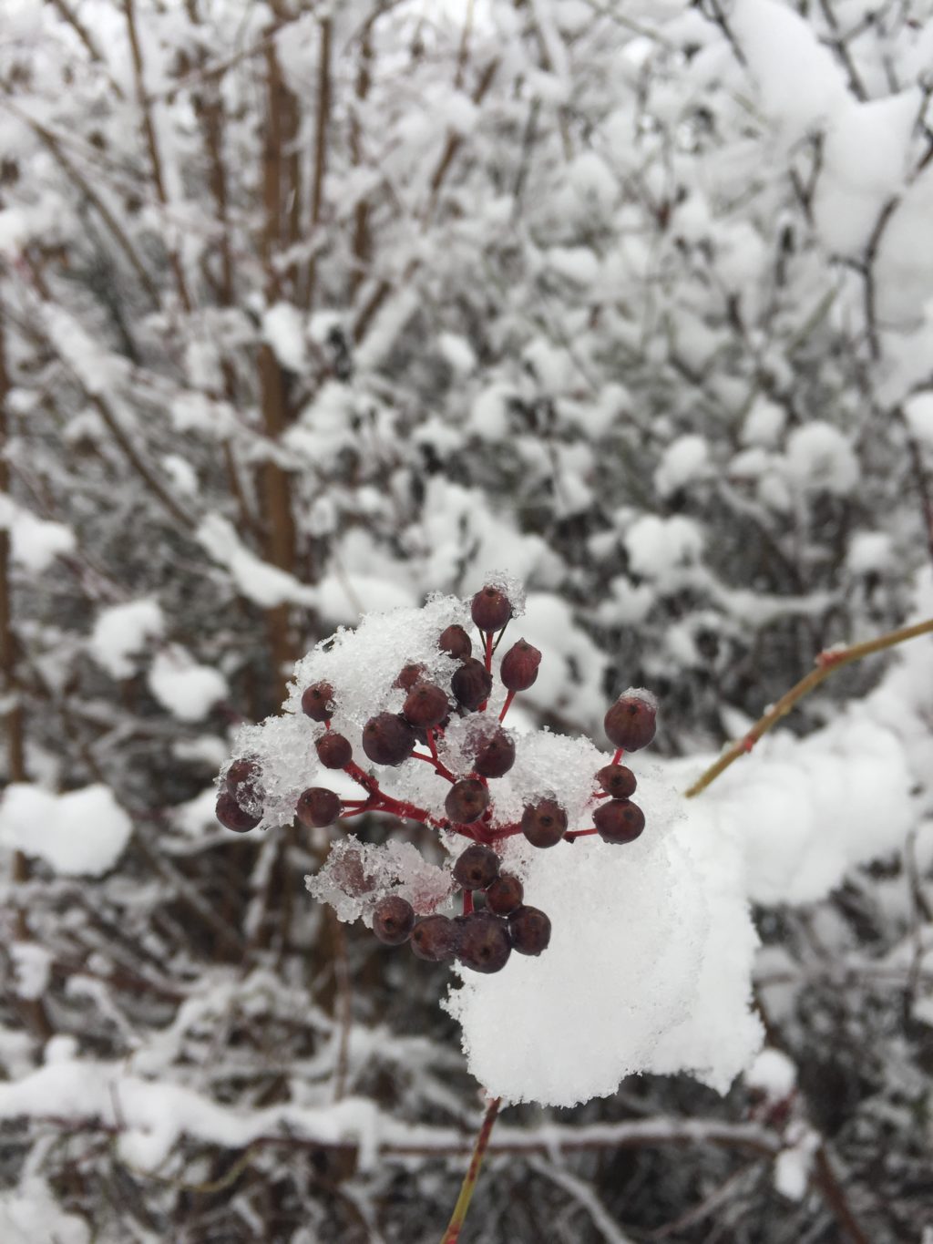 Winterimpressionen - Biotop Am Stausee, 15. Januar 2021 (© NVVB)