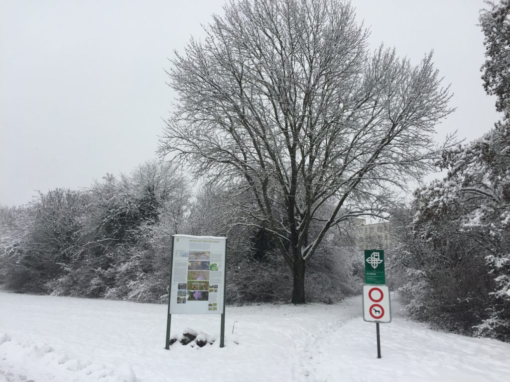 Winterimpressionen - Biotop Am Stausee, 15. Januar 2021 (© NVVB)