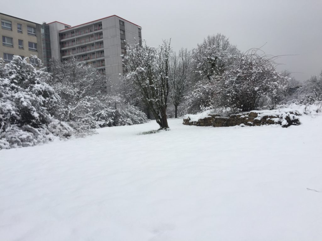 Winterimpressionen - Biotop Am Stausee, 15. Januar 2021 (© NVVB)